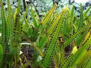 ����Τ�Ĺ�Ч������