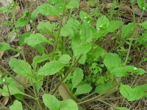 ����ƵĹ�Ч������