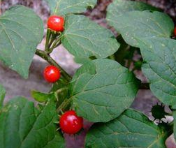 ʮ���� ��ҩ��ȫ