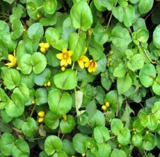 ���Ǯ�� ��ҩ��ȫ