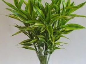 ��β�ͲεĹ�Ч������