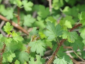 ����Ĺ�Ч������