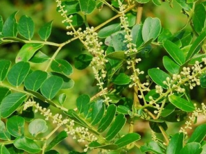 �������ԵĹ�Ч������