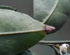 ��Ҷ���Ĺ�Ч������