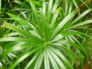 ݻ�˹�Ч������