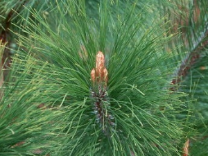 ��������Ĺ�Ч������