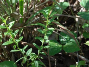 ���ţ�ݵĹ�Ч������