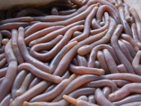 �����ǳ�Ĺ�Ч������