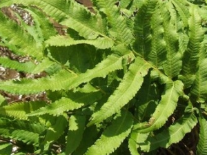 ����ľ�Ĺ�Ч������