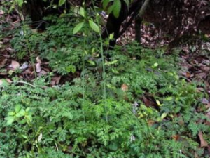 ������ ��ҩ��ȫ