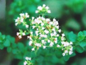 ���� ��ҩ��ȫ