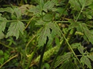 ����Ҷ����Ĺ�Ч������ ����Ҷ�����ѡ��