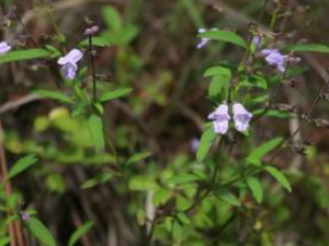 �������f�Ĺ�Ч������ �������f���÷�����