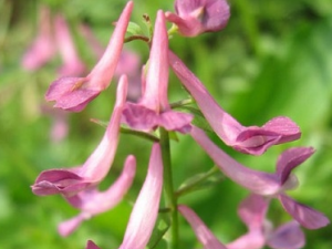 ���ĵ��Ĺ�Ч������ ���ĵ���ѡ��