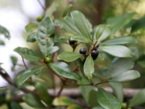 ��Ƥ�Ĺ�Ч������ ��Ƥ��ѡ��