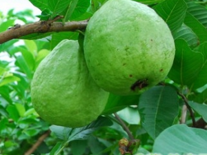 ��ʯ����Ĺ�Ч������ ��ʯ�������״