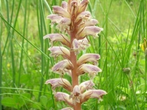 �����صĹ�Ч������ �����ص�ѡ��