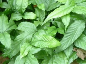 ��Ҷʵާ�Ĺ�Ч������ ��Ҷʵާ��ѡ��