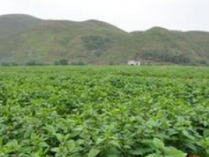 ���Ѳ� ��ҩ��ȫ