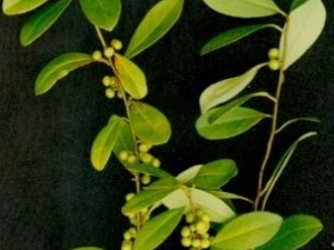 ��Ƥ���Ĺ�Ч������ ��Ƥ�����÷�����