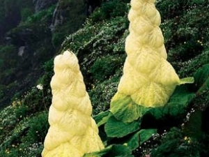 ��ɽ��ƵĹ�Ч������ ��ɽ��Ƶ��÷�����