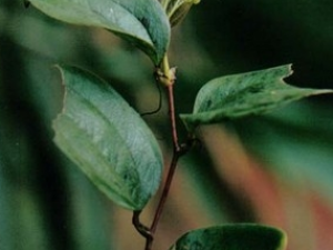 �����Z�Ĺ�Ч������ �����Z����״