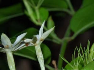 ��Ҷ��ܰ�Ĺ�Ч������ ��Ҷ��ܰ���÷�����