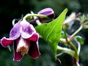 ��ľͨ�Ĺ�Ч������ ��ľͨ����ζ