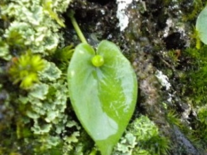 ��ˮ��Ĺ�Ч������ ��ˮ����÷�����