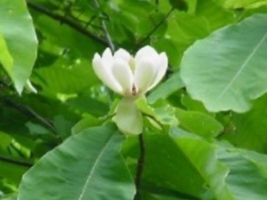 ���ӻ��Ĺ�Ч������ ���ӻ�����ζ