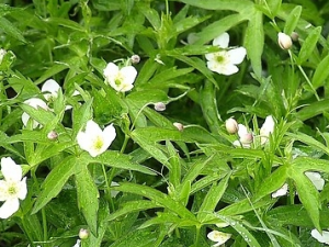 ������������Ĺ�Ч������ ���������������״