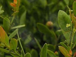 ��̴��Ҷ�Ĺ�Ч������ ��̴��Ҷ���÷�����