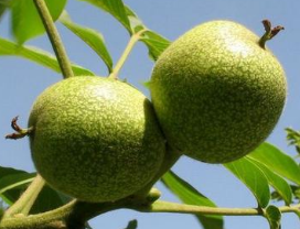 �����͵Ĺ�Ч������ �����͵���ζ