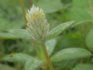 �ؽ��ȵĹ�Ч������ �ؽ��ȵ���״