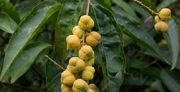 ��Ҷ�Ͷ��Ĺ�Ч������ ��Ҷ�Ͷ�����״