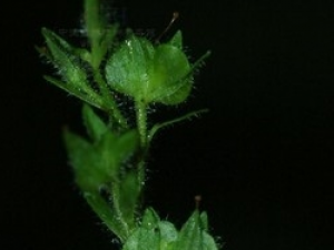 ��ë�����ɵĹ�Ч������ ��ë�����ɵ��÷�����