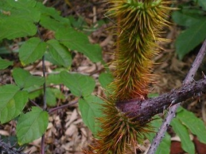 ��Bľ�Ĺ�Ч������ ��Bľ���÷�����