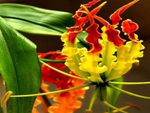 �������Ĺ�Ч������ ����������״