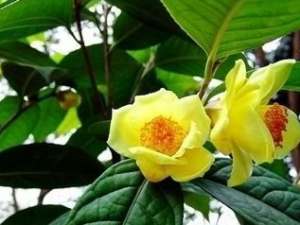 ��Ҷ�𻨲�Ҷ�Ĺ�Ч������ ��Ҷ�𻨲�Ҷ����ζ