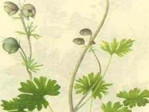 ������ͷ�Ĺ�Ч������ ������ͷ���÷�����