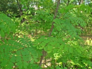 ����ţ�Ĺ�Ч������ ����ţ����ζ