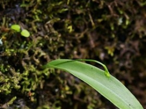 ���������Ĺ�Ч������ �����������÷�����