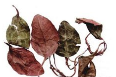 ¹�β� ��ҩ��ȫ