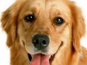 ����֭�Ĺ�Ч������