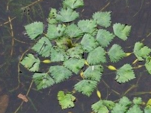 ��ٵĹ�Ч������