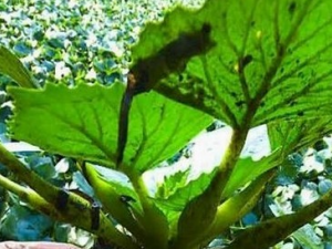 ��۵Ĺ�Ч������