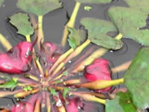 ��Ҷ�Ĺ�Ч������