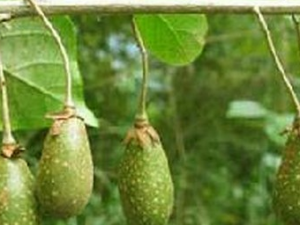 ����ľ�Ĺ�Ч������