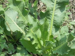 ��Ҷ����Ĺ�Ч������ ��Ҷ�������ζ