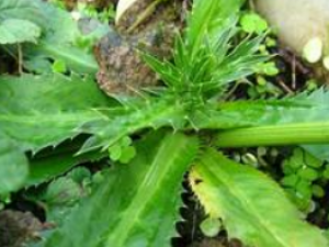 ��ܾ�� ��ܾ�����ζ�龭